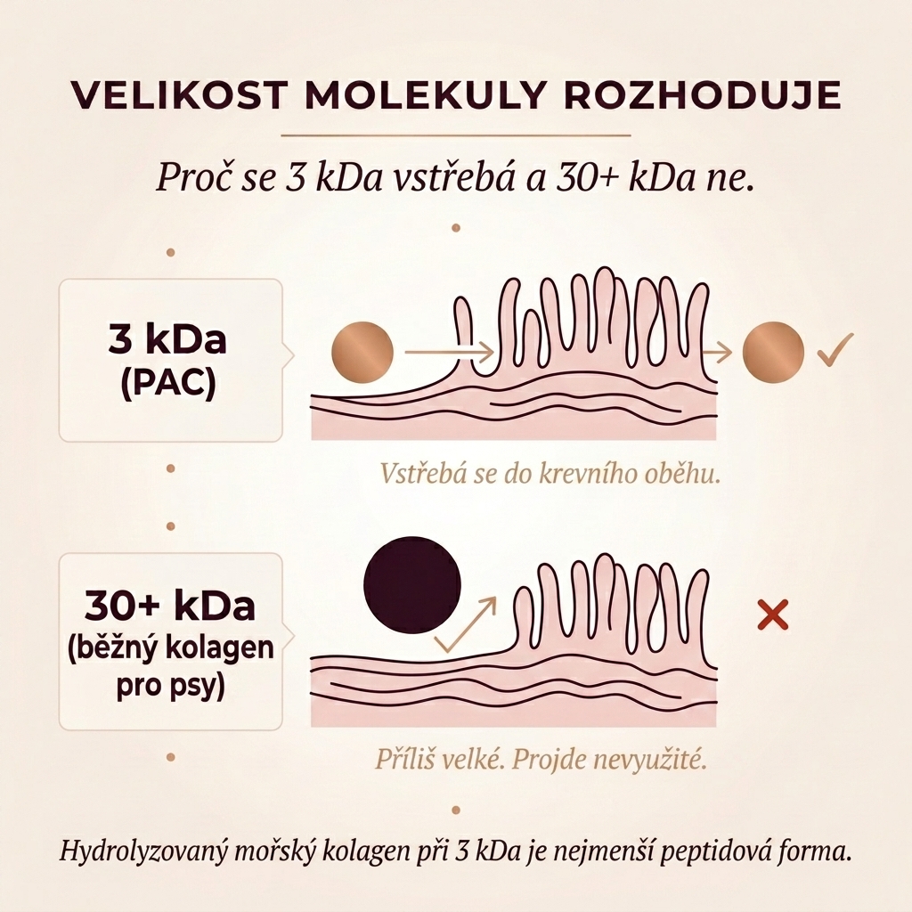 3 kDa absorption: PAC vs typical 30+ kDa pet collagens